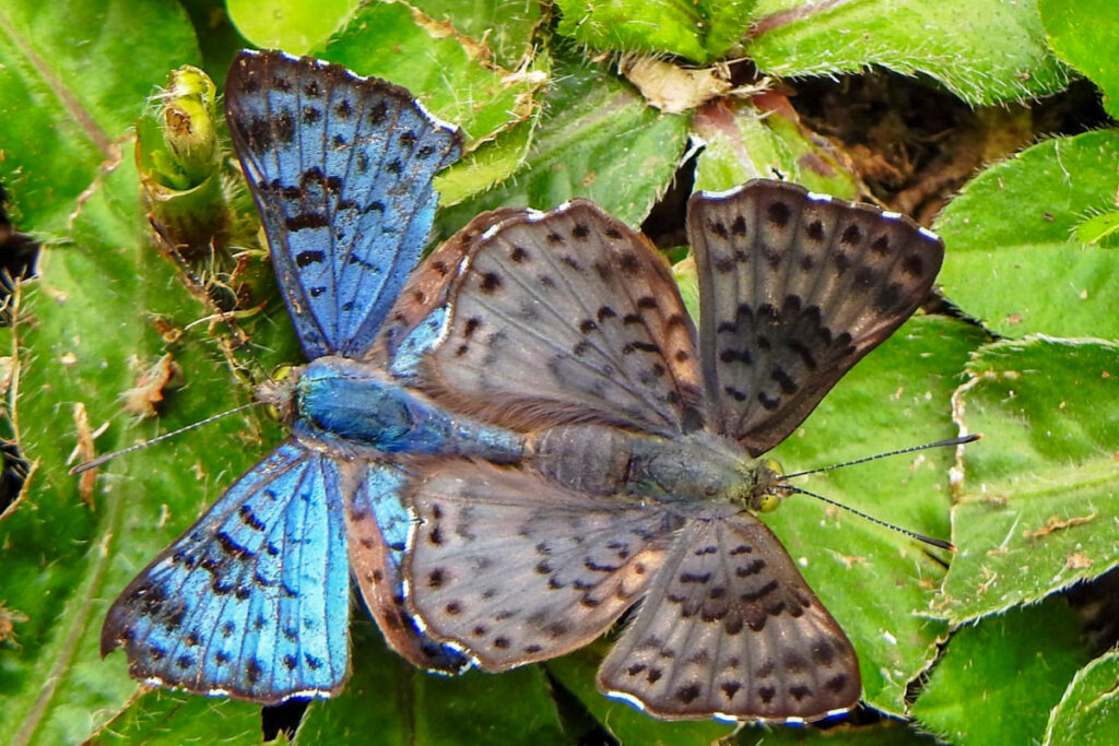 Lasaia agesilas agesilas