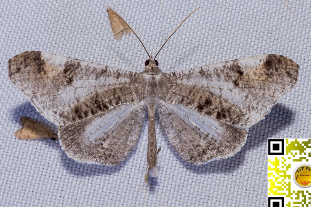 Macrosoma Sp.