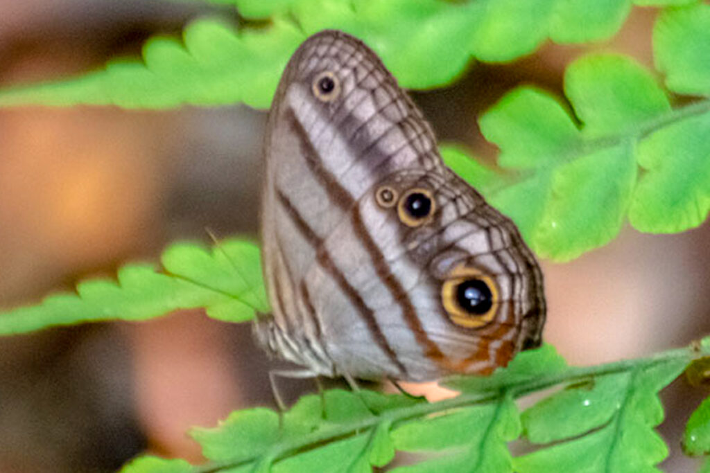 Modestia harpyia harpyia