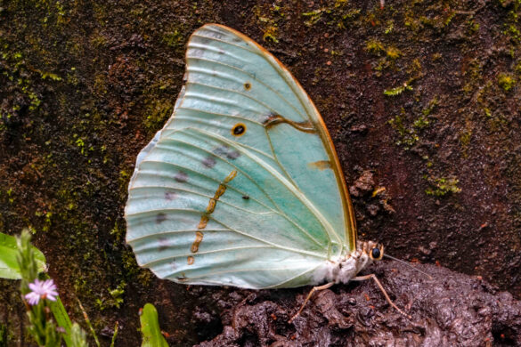 Morpho epistrophus epistrophus