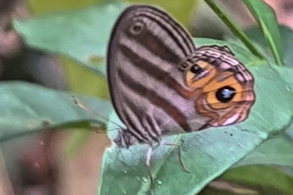 Pseudeuptychia herseis