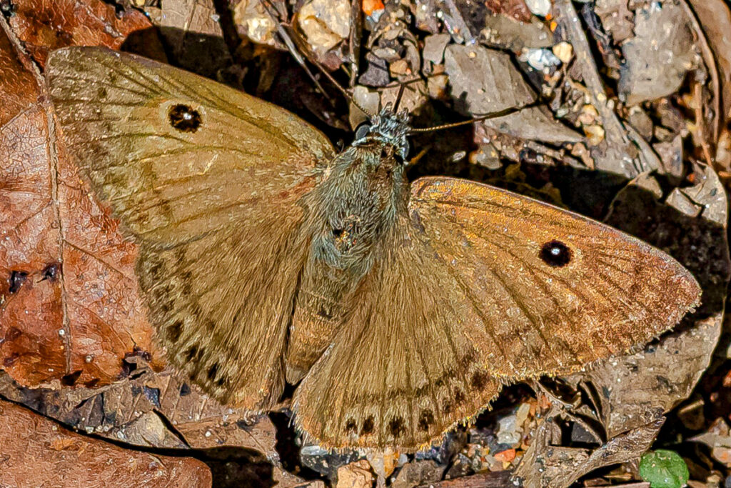 Xispia satyrus