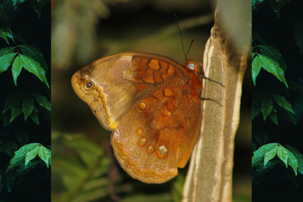 Catoblepia berecinthia ssp.