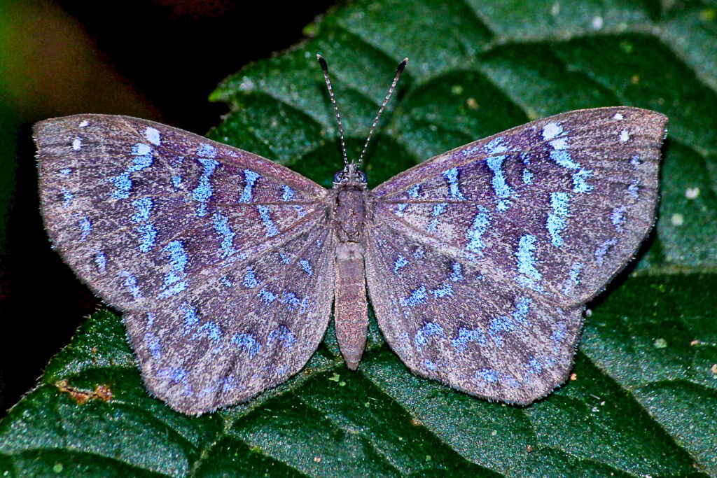 Cremna alector