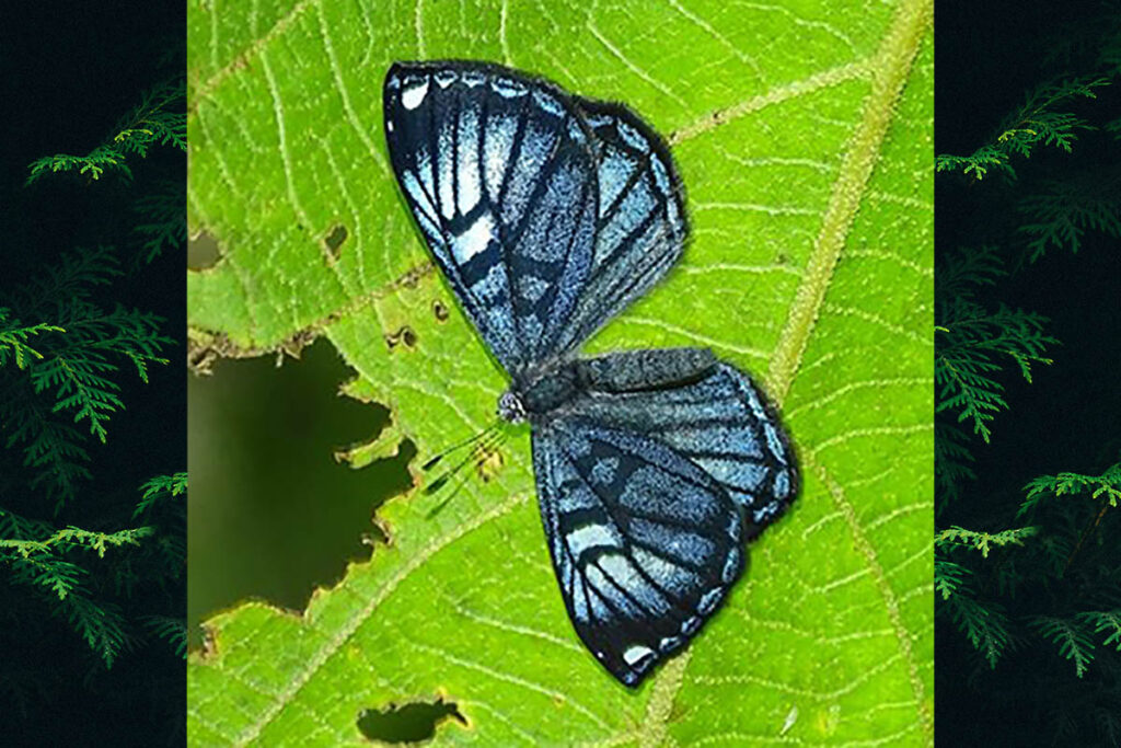 Eucorna sanarita