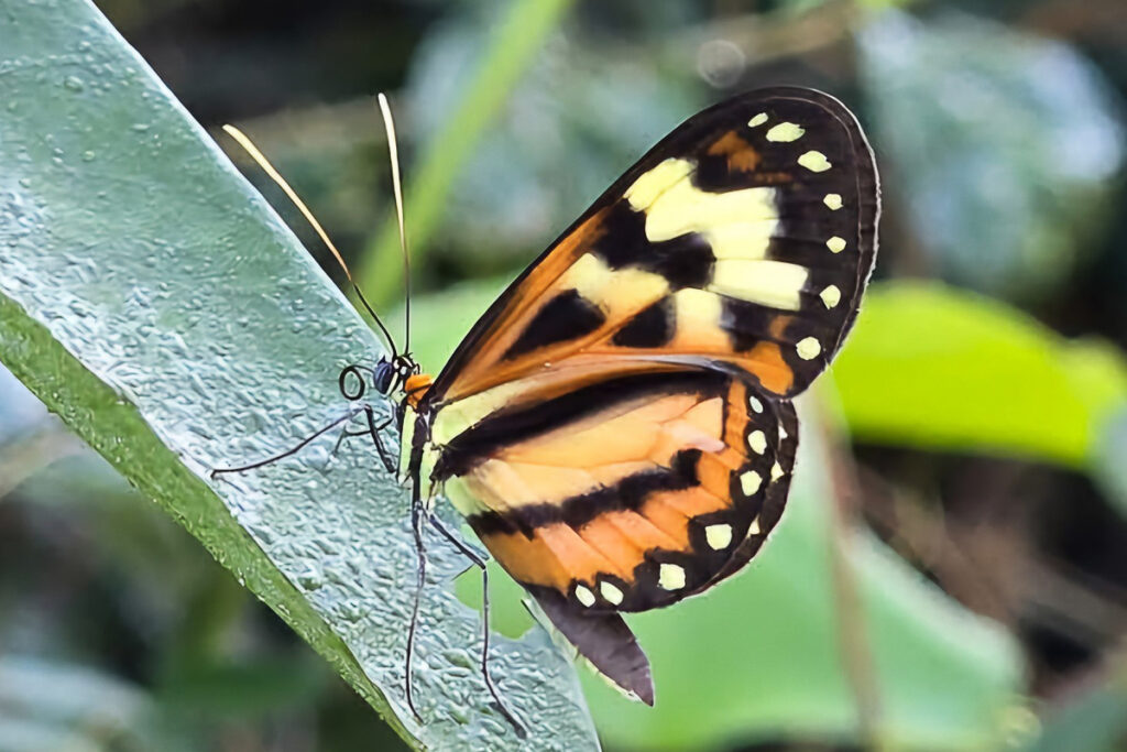 Hypothyris leprieuri ssp