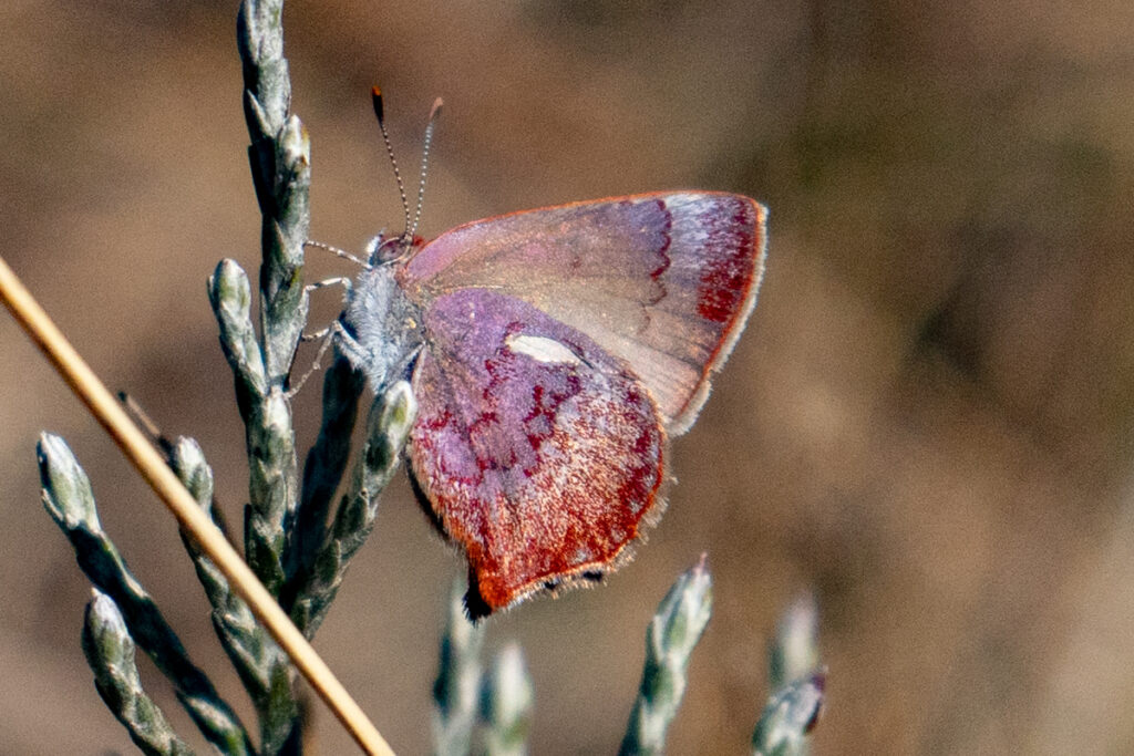 Nicolaea schausa