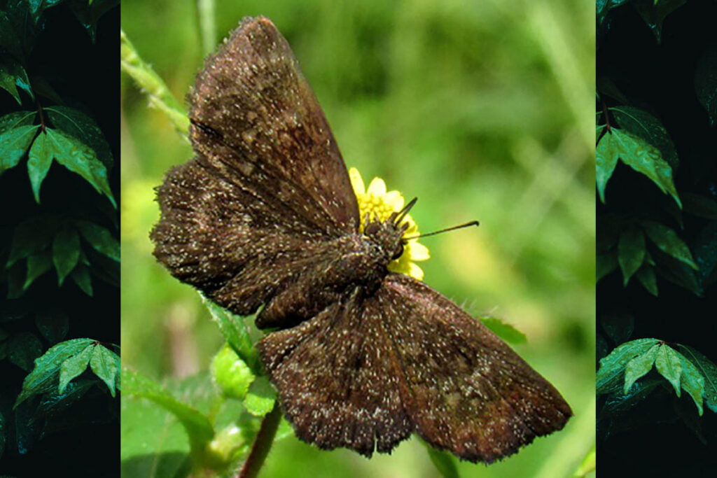 Perus coecatus