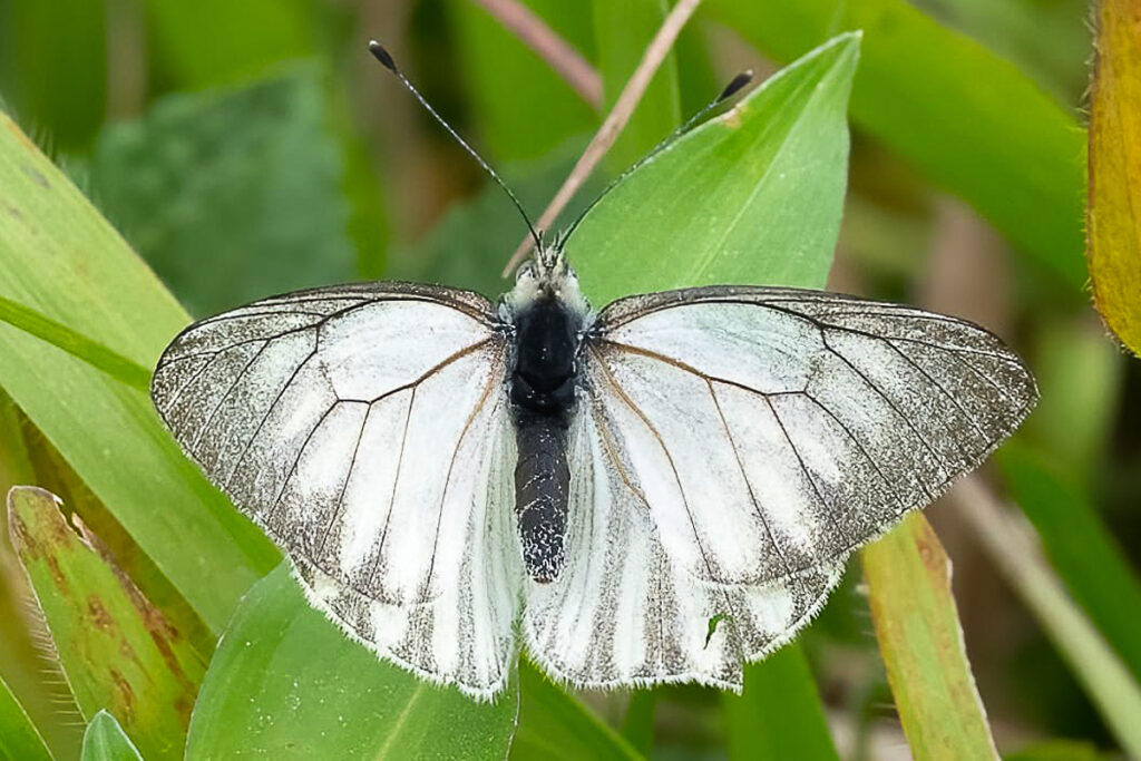 Phulia maenacte itatiayae